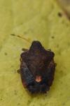 Peribalus strictus