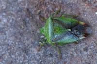 Elasmostethus minor