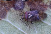 Lygus rugulipennis