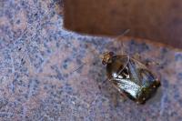 Deraeocoris lutescens