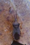 Gonocerus acuteangulatus