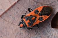 Corizus hyoscyami