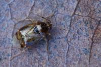 Deraeocoris lutescens