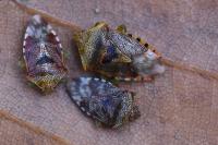 Elasmucha grisea