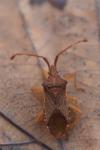 Gonocerus acuteangulatus