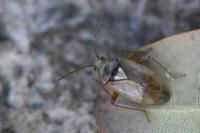 Lygus rugulipennis