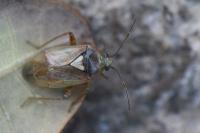 Lygus rugulipennis