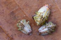 Elasmucha grisea