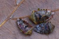 Elasmucha grisea