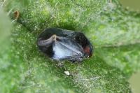 Penthimia nigra