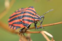 Graphosoma italicum