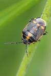 Eurydema oleracea