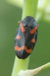 Cercopis intermedia