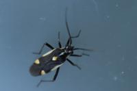 Capsodes sulcatus
