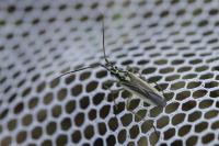 Leptopterna dolabrata
