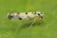 Eupteryx