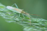 Stenodema laevigata