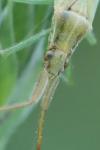 Stenodema laevigata