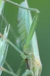Stenodema laevigata