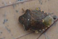 Peribalus strictus
