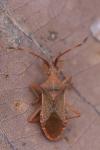 Gonocerus acuteangulatus