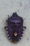Dolycoris baccarum