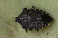 Troilus luridus
