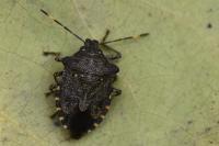 Troilus luridus