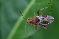 Rhopalus subrufus