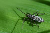 Leptopterna dolabrata