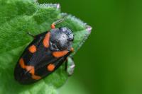 Cercopis intermedia