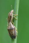 Aelia acuminata