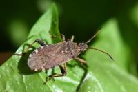 Ceraleptus gracilicornis