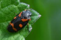 Cercopis intermedia