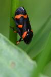 Cercopis intermedia