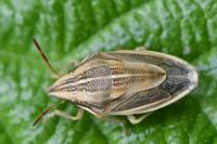 Aelia acuminata