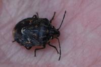 Holcogaster fibulata