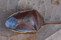Piezodorus lituratus