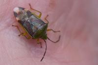 Elasmostethus interstinctus