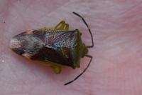 Elasmostethus interstinctus