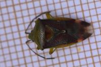 Elasmostethus interstinctus