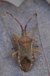 Gonocerus acuteangulatus