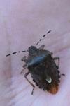 Dolycoris baccarum