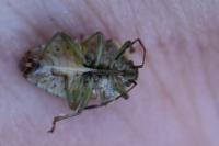 Elasmucha grisea