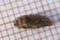 Emblethis denticollis