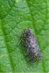 Tachycixius pilosus