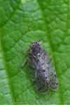 Tachycixius pilosus