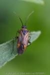 Plagiognathus arbustorum