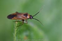 Plagiognathus arbustorum
