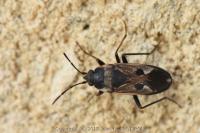 Rhyparochromus vulgaris